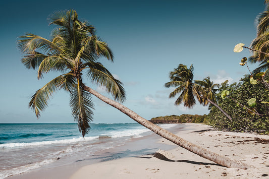 Surviving a Desert Island: A Week-by-Week Guide to Basic Survival Needs